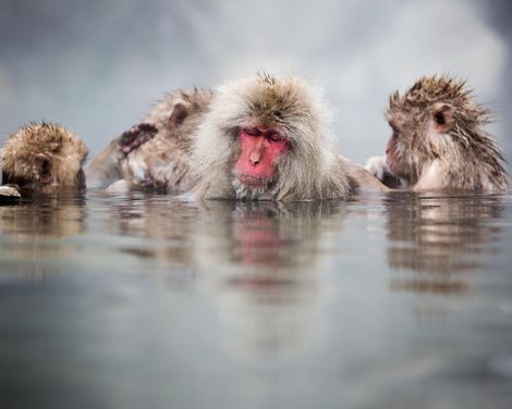 Zen-Gärten, Shinkansen und Fuji-Zauber-3