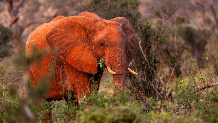 Elefant im Tsavo Ost Nationalpark