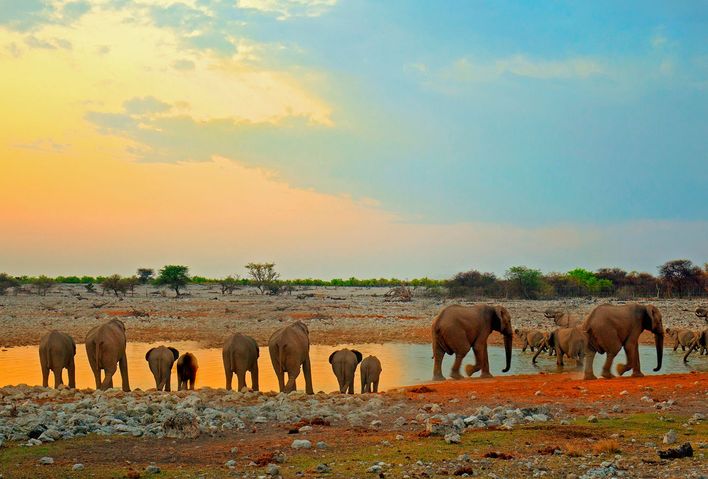 Elefanten in Namibia