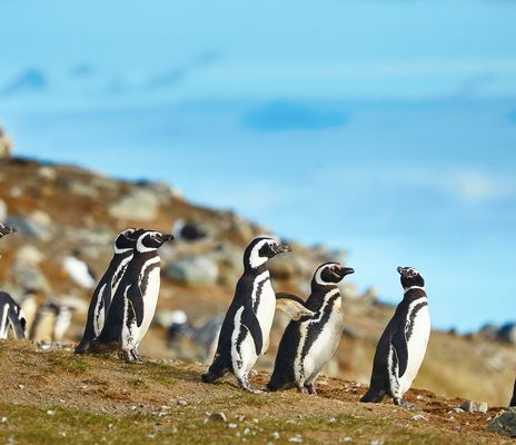 Pinguine in Chile