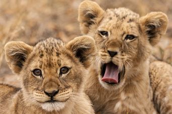 Löwen-Babys im Krüger Nationalpark