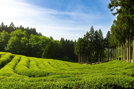 Grünteefelder in Südkorea