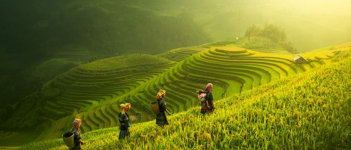 Frauen in Reisfeldern von Vietnam