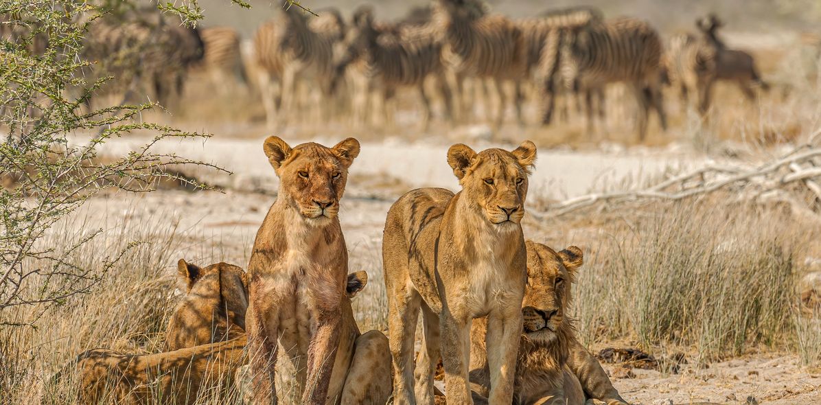 Eine Gruppe Löwen im Etosha Nationalpark in Namibia