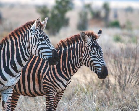 Afrikas Wildnis erleben & Entspannen am Traumstrand-0