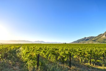 Weinreben in Südafrika