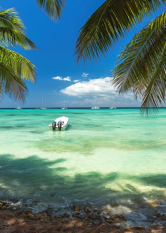 Giraffe in Namibia guckt über Sträucher direkt in die Kamera