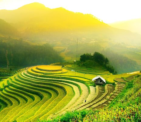 Reisfelder in Vietnam