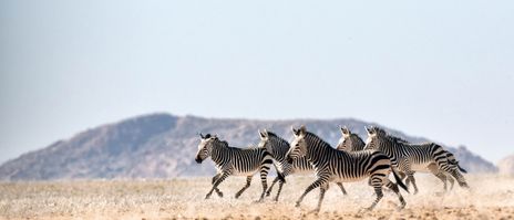 Hartmannberge Namibia Zebras