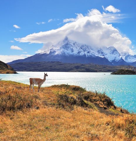 Lama am See in Chile