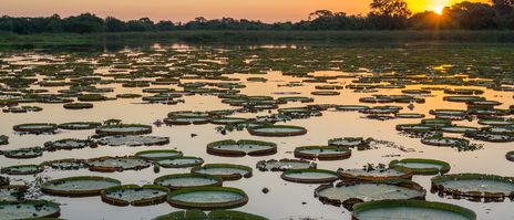 Blick auf eine Landschaft im Pantanal mit Wasserpflanzen und Abendlicht