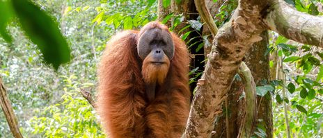 Orang-Utan im Regenwald von Sumatra, Indonesien