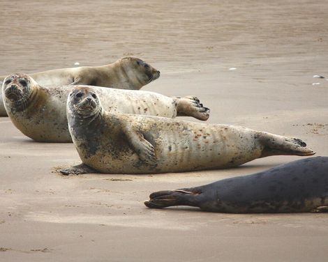 Sail & Bike mit Mare/Wapen/Simmer fan Fryslân ab/an Enkhuizen-2