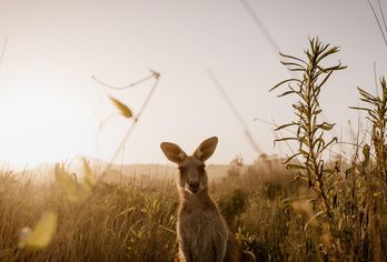 Australien, Neuseeland & Tasmanien