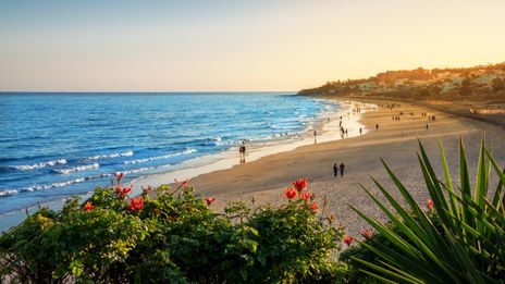 Strand mit Blumen auf Fuerteventura