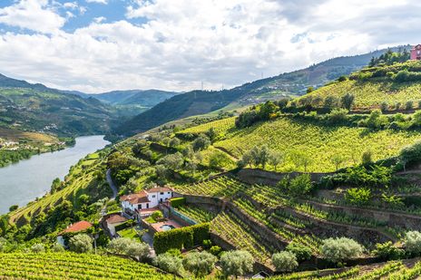 Weinberge im Douro-Tal