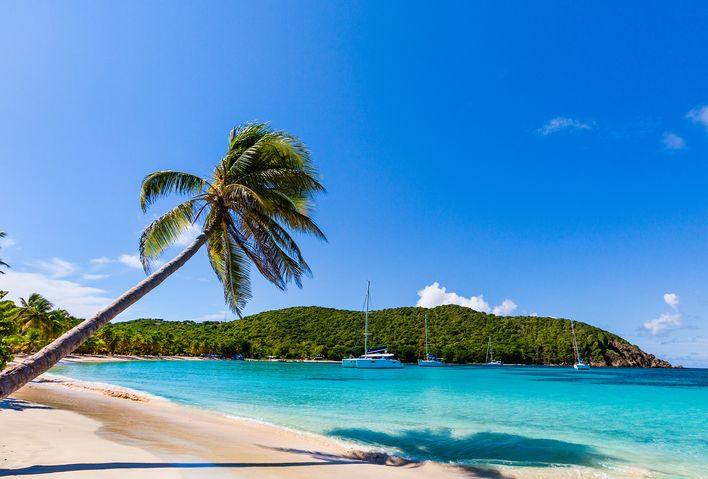Palme am Karibik Strand