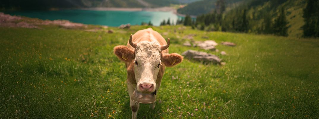 Eine Kuh steht auf einer saftig grünen Weide vor einem ruhigen Bergsee und einer eindrucksvollen Alpenkulisse.