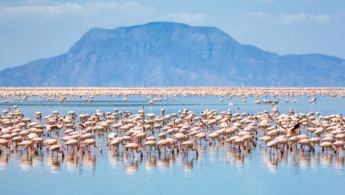 Flamingos am Lake Natron