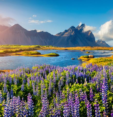 Lupinen-Landschaft auf Island