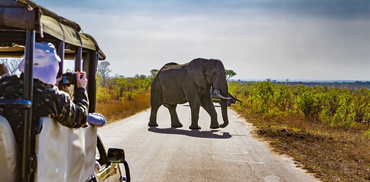 Elefant, der über die Straße läuft von einem Safari-Jeep beobachtet