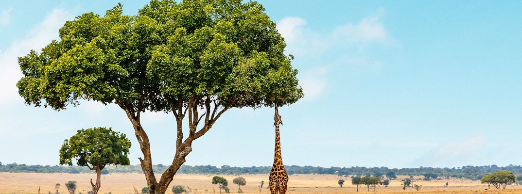 Giraffe im Masai Mara Nationalpark