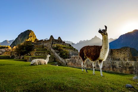 Zwei Lamas vor der Inkatätte Machu Picchu in Peru