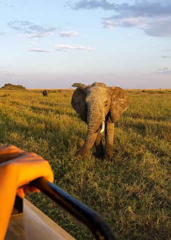 Elefant wird bei einer Safari beobachtet