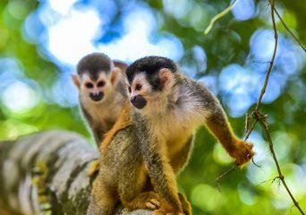 Kapuzineraffen im grünen Regenwald Ecuadors zwischen Ästen und Blättern