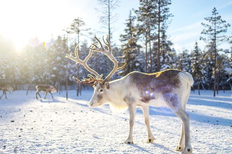 Ein Elch in Schweden