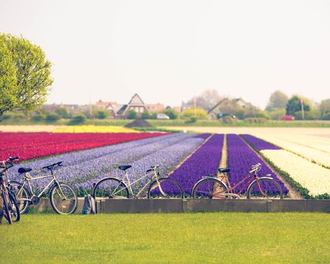 Flusskreuzfahrt zur Tulpenblüte mit Rad & Schiff MS De Nassau ab/an Amsterdam-2