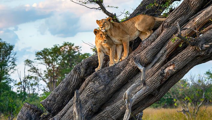 Zwei Löwen kuscheln auf einem Baum im Chobe Nationalpark in Botswana
