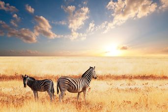 Zebras im Chobe Nationalpark