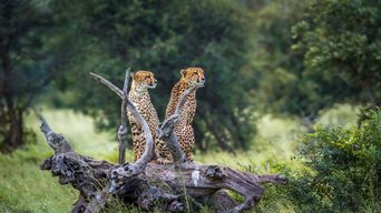 Geparden im Krüger Nationalpark