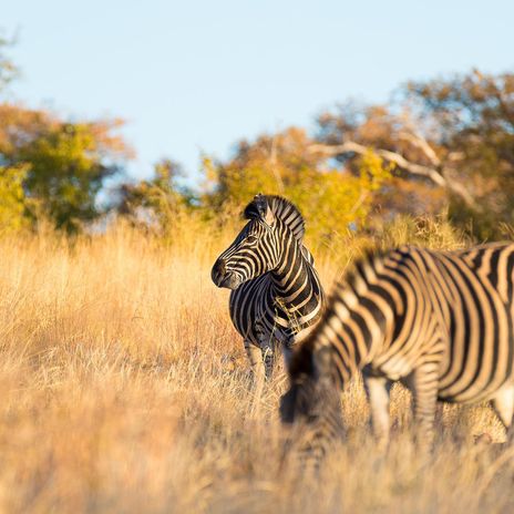 Zebras grasen in der Steppe