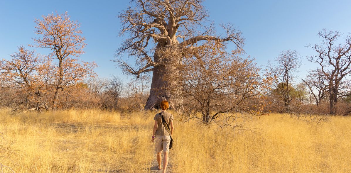 Eine Touristin läuft zu Fuß durch die Savanne im Chobe Nationalpark auf einen Baobab-Baum zu, Botswana