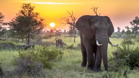 Elefant in Botswana