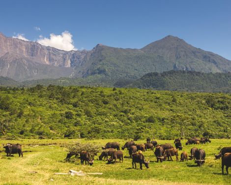 Wilde Natur und weißer Sand-3