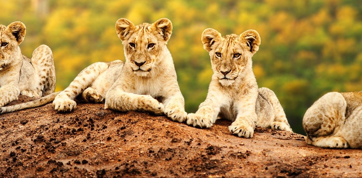 Löwenrudel im Krüger Nationalpark