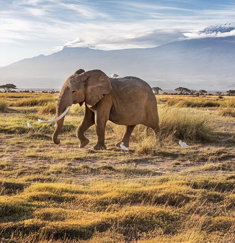 Elefant in Kenia