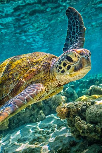 Schildkröte im Meer