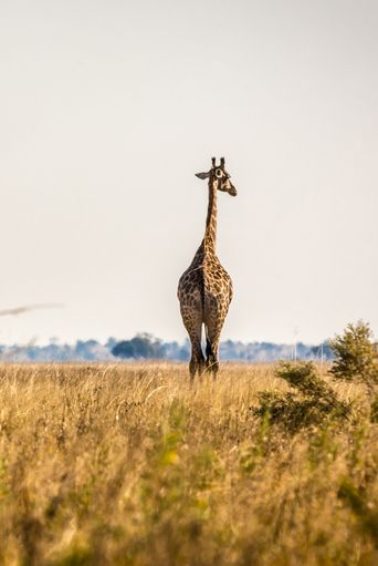 Giraffe im Chobe Nationalpark
