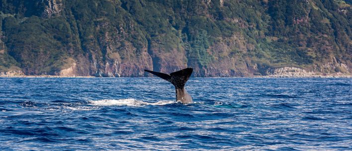 Wal vor der Insel Sao Miguel