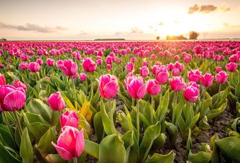 Niederlande - Tulpenblüte