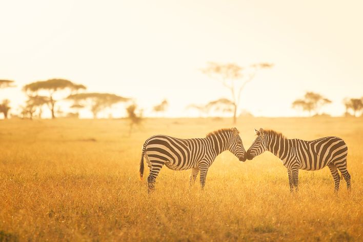 Zebras in Afrika