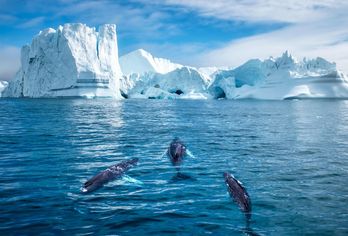 Island, Grönland & Schottland