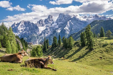 Kühe auf grüner Almwiese vor den Dolomiten in Südtirol