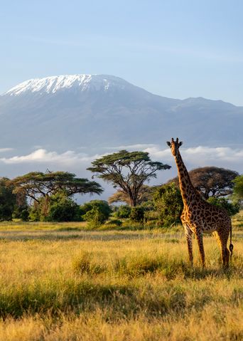 Giraffe im Amboseli Nationalpark