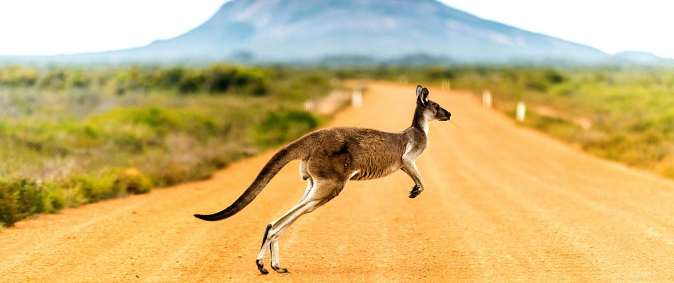 Känguru in Australien