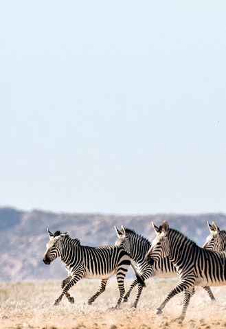 Namibia Zebras Hartmannberge